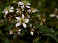 Rubus fruticosus IMG_0231 Jeżyna